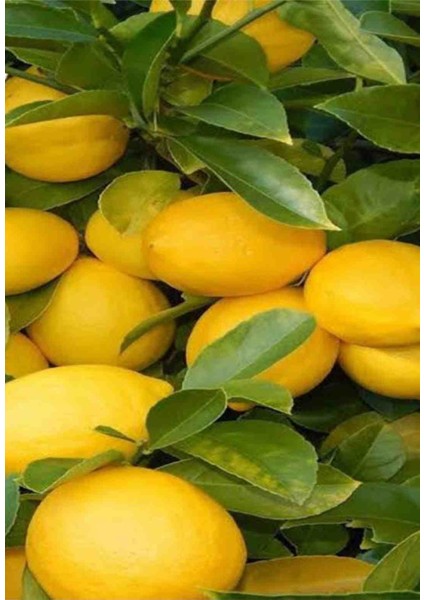 Tüplü Aşılı Üzeri Meyveli Yediveren Limon Fidanı 3 Yaş 2 Adet