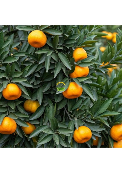 3 Yaş Aşılı Satsuma Mandalina Fidanı