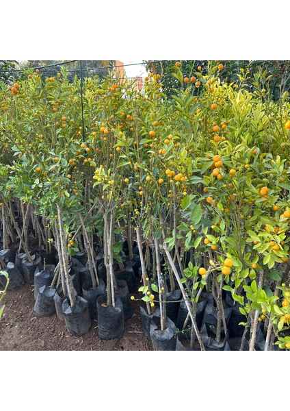 Yenilebilir Bol Meyveli Mini Süs Mandalina Fidanı, 130 cm Üzeri Tüplü ve Aşılı fiyatları