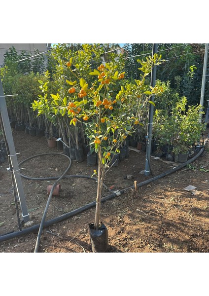 Yenilebilir Bol Meyveli Mini Süs Mandalina Fidanı, 130 cm Üzeri Tüplü ve Aşılı modelleri
