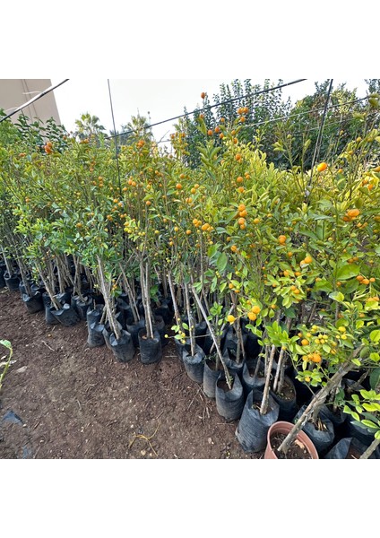 Yenilebilir Bol Meyveli Mini Süs Mandalina Fidanı, 130 cm Üzeri Tüplü ve Aşılı fırsatları