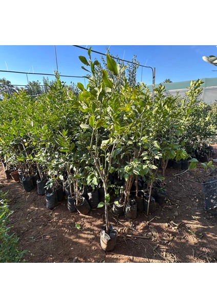 3 Yaş Aşılı ve Tüplü Yediveren Limon Fidanı (140 cm Üzeri)