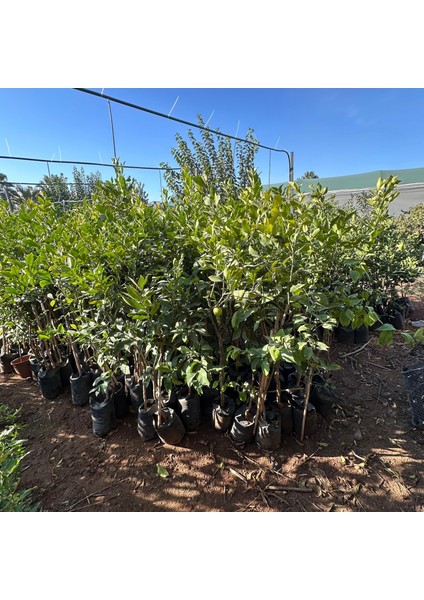 Aşılı Tüplü Yediveren Limon Fidanı (3 Yaş 140 cm Üzeri)