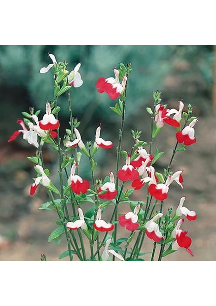 Süs Adaçayı- Salvia Microphylla 'Hot Lips'