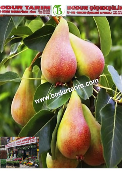 Bulancak 2 Yaşında Yarı Bodur Tüplü Topraklı Aşılı Haziran Gülü Armut Meyve Fidanı fiyatları