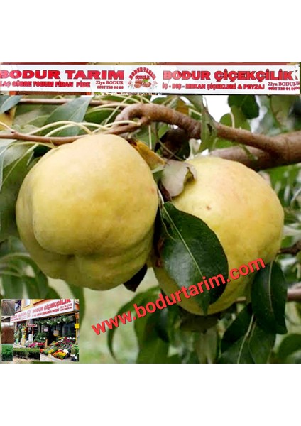 Bulancak 2 Yaşında Yarı Bodur Aşılı Tüplü Topraklı Deveci Armut Meyve Fidanı fiyatları