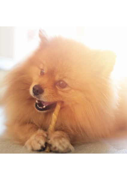 Köpek Çiğneme Çubuğu 100 Gram Beyaz fiyatları