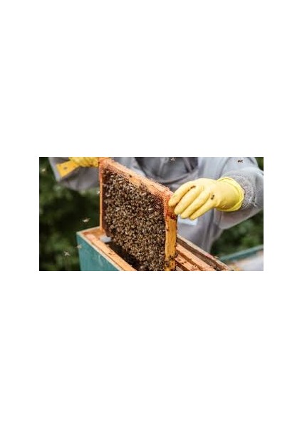 Bee Hive Probiyotikli Arı Kovan Solüsyonu 1 Lt