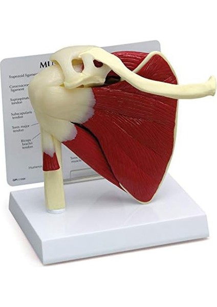 Kas Omuz Modeli, Insan Anatomisi Sağ Omuz Eklemi Kas Modeli, Doktor Ofisi ve Sınıf Anatomisi Modeli (Yurt Dışından)