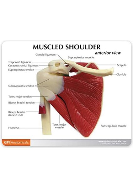 Kas Omuz Modeli, Insan Anatomisi Sağ Omuz Eklemi Kas Modeli, Doktor Ofisi ve Sınıf Anatomisi Modeli (Yurt Dışından)