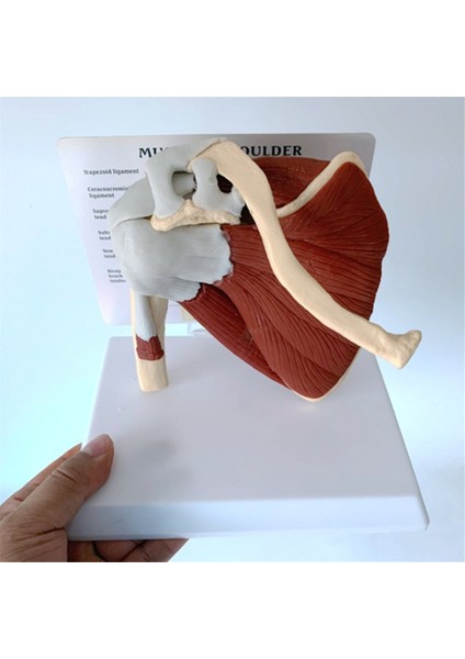 Kas Omuz Modeli, Insan Anatomisi Sağ Omuz Eklemi Kas Modeli, Doktor Ofisi ve Sınıf Anatomisi Modeli (Yurt Dışından)