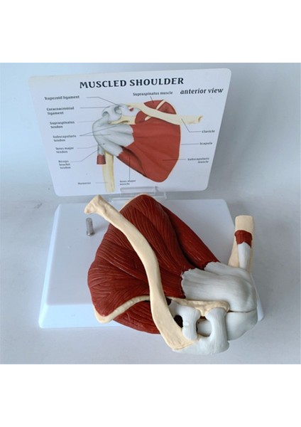 Kas Omuz Modeli, Insan Anatomisi Sağ Omuz Eklemi Kas Modeli, Doktor Ofisi ve Sınıf Anatomisi Modeli (Yurt Dışından)