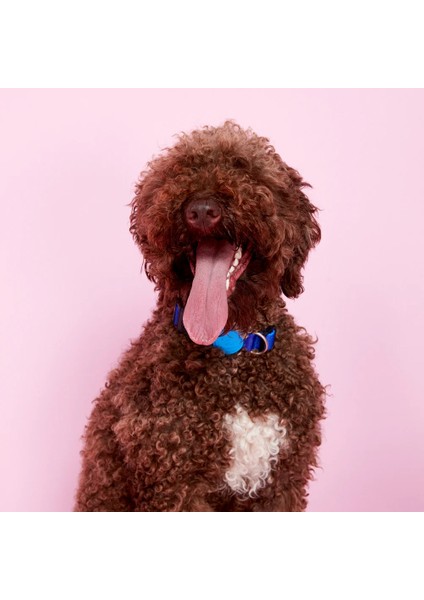 Dog.ist Ocean Premium Sürdürülebilir Küçük ve Büyük Irk Köpek Boyun Tasması