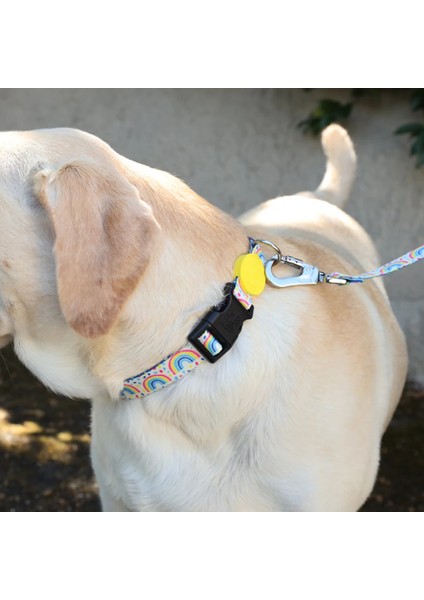 Dog.ist Rainbow Dash Premium Sürdürülebilir Küçük ve Büyük Irk Köpek Boyun Tasması