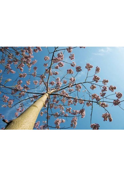 Pavlonya Ağacı Fidanı 5 Adet - Paulownia Tementosa 30-50 cm modelleri