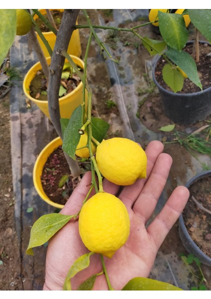 5 Yaş Aşılı Yediveren Mayer Limon Fidanı-Üzeri Meyveli fiyatları