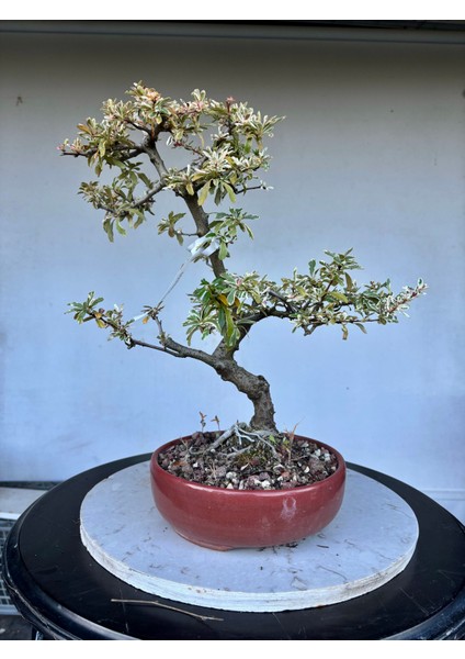 Alacalı Ateş Dikeni Bonsai Ağacı