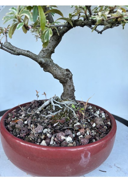 Alacalı Ateş Dikeni Bonsai Ağacı fiyatları