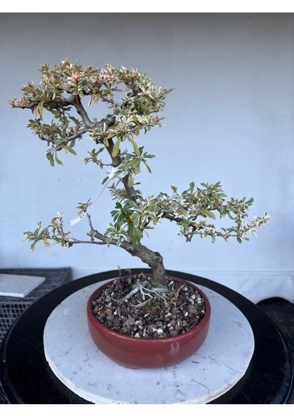Alacalı Ateş Dikeni Bonsai Ağacı modelleri