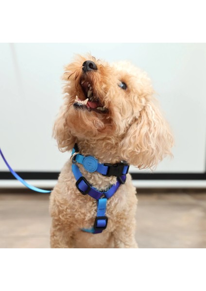 Dog.ist Ocean Premium Sürdürülebilir Küçük Irk H Tipi Köpek Göğüs Tasması