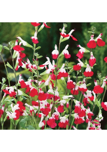 SÜS ADAÇAYI - Salvia Microphylla 'Hot Lips'