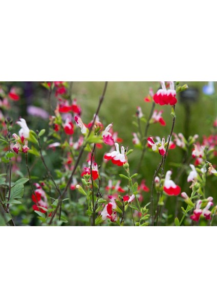 SÜS ADAÇAYI - Salvia Microphylla 'Hot Lips' fiyatları