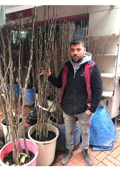 Amasya Çıtır Elma Meyva Fidanı +120 Cm, Açık Köklü Aşılı 3 yaşında modelleri
