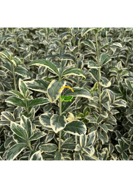 10 Adet Bravo Taflan Fidanı Paketi 'euonymus Japonica Bravo'