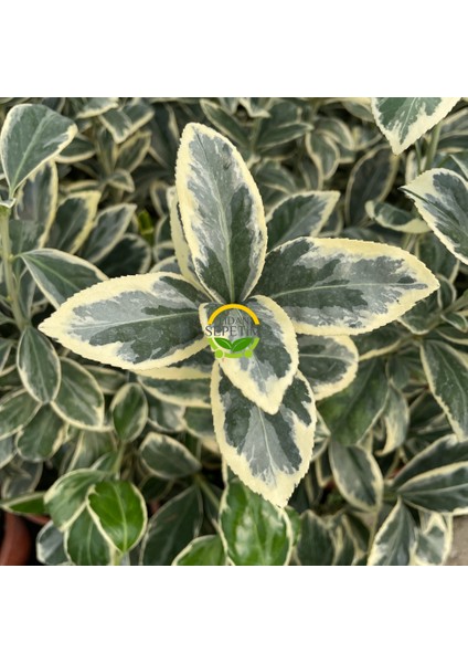 10 Adet Bravo Taflan Fidanı Paketi 'euonymus Japonica Bravo'