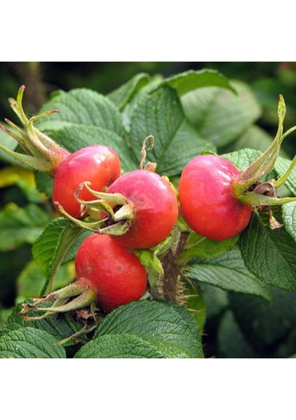 10 Adet Kuşburnu Fidanı Paketi (Rosa Rugosa)