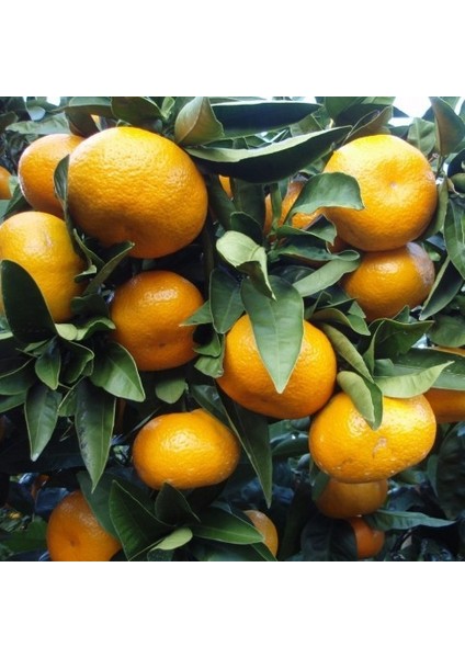3 Yaş Bodrum Mandalinası Fidanı