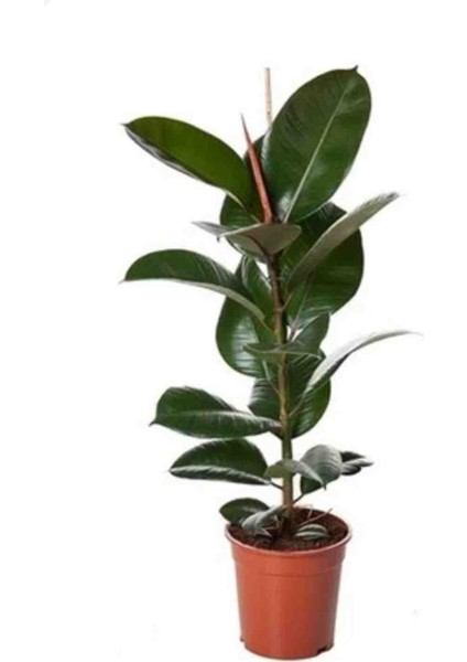 Kauçuk Bitkisi Salon Güzeli (Ficus Elastica) 100 cm