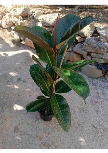 Kauçuk Bitkisi Salon Güzeli (Ficus Elastica) 100 cm