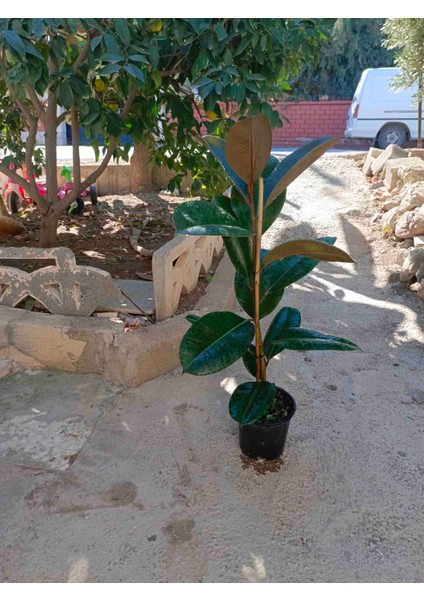 Kauçuk Bitkisi Salon Güzeli (Ficus Elastica) 100 cm