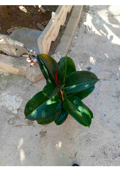 Kauçuk Bitkisi Salon Güzeli (Ficus Elastica) 100 cm