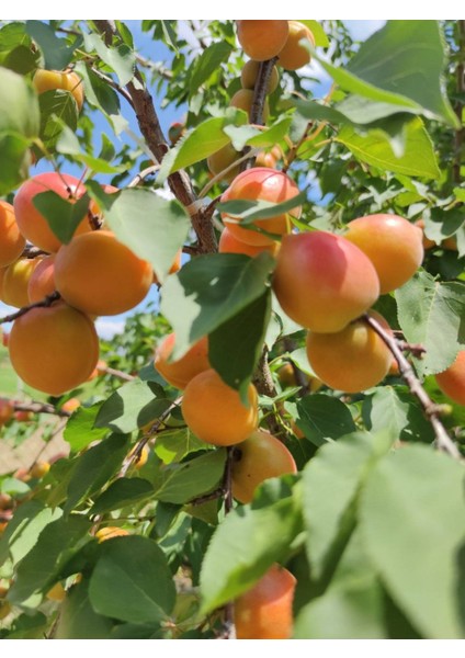4 Yaş ORANGE RUBY Kayısı Fidanı