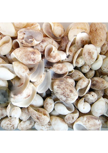 Bulla Ampula Kiloluk Deniz Kabuğu (1 Kg)