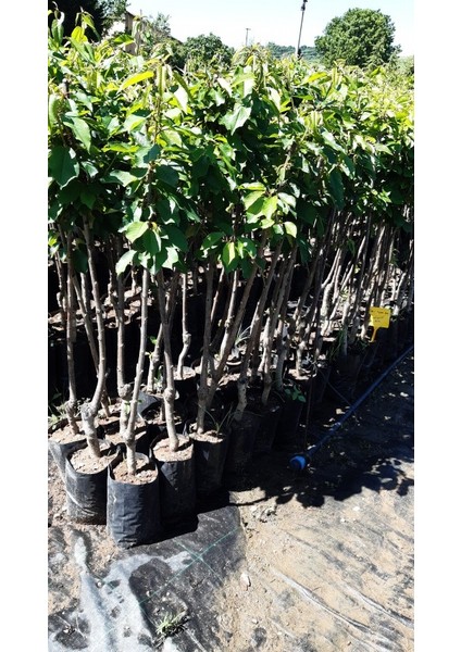 3 Yaş Margeret Armut Fidanı modelleri