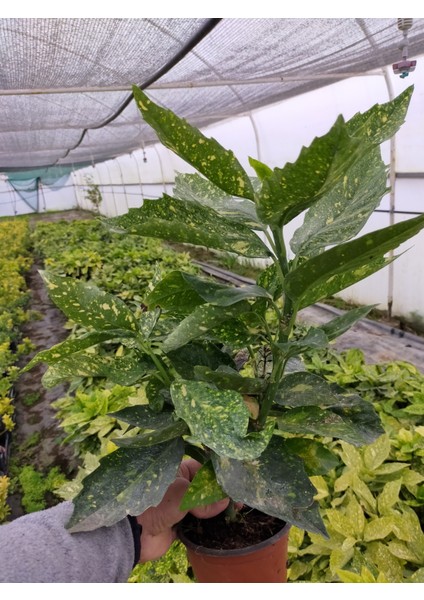 2 Yaş Aucuba Japonica Akuba Lekeli Defne Fidanı