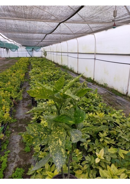 2 Yaş Aucuba Japonica Akuba Lekeli Defne Fidanı fiyatları
