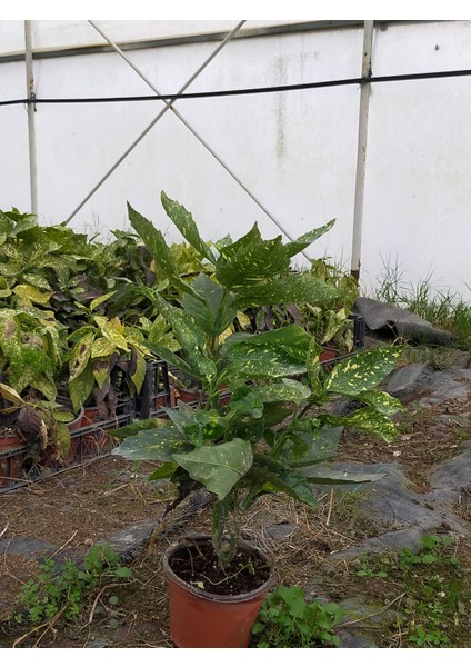 2 Yaş Aucuba Japonica Akuba Lekeli Defne Fidanı modelleri