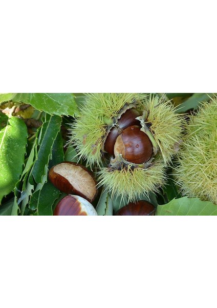 Açık Köklü Hacı Ömer Kestane