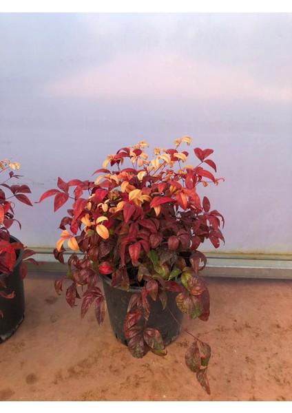 10 'lu Cennet Bambusu-Nandina Fidan Paketi