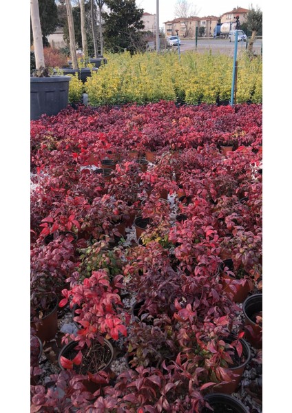 10 'lu Cennet Bambusu-Nandina Fidan Paketi
