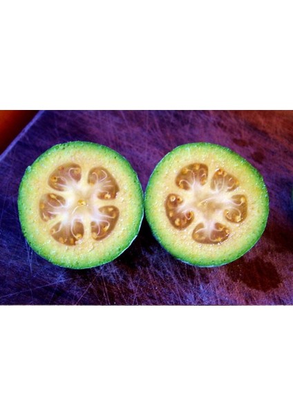 3 Yaş Tijli Feijoa(Kaymak ağacı) fidanı