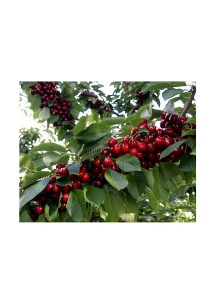 3 Yaş Aşılı Swethart Kiraz Fidanı