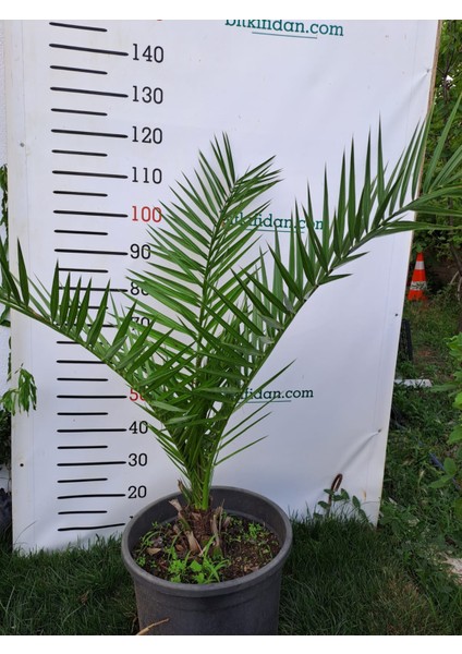 Phoenix Hurma Ağacı (Fenix) 4 Yaş