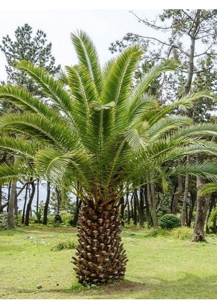 Phoenix Hurma Ağacı (Fenix) 4 Yaş fiyatları