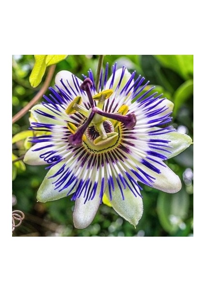 3 Yaş Passiflora (çarkıfelek) Fidanı
