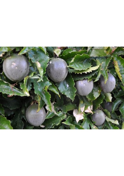 3 Yaş Passiflora (çarkıfelek) Fidanı